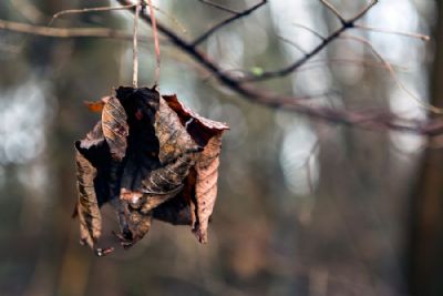 Dead Leaves