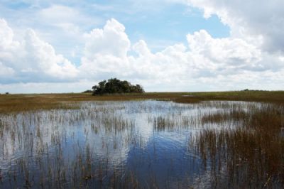 Everglades Nature