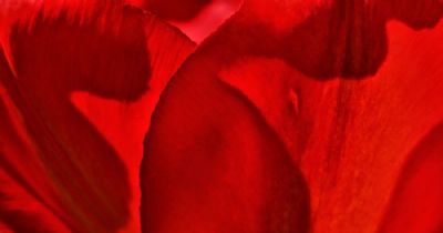 Tulip