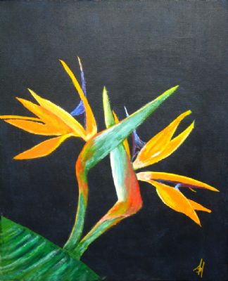 Strelitzia