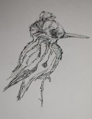 Fugl