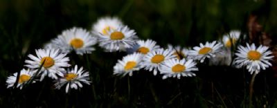 Bella belissimo,Bellis