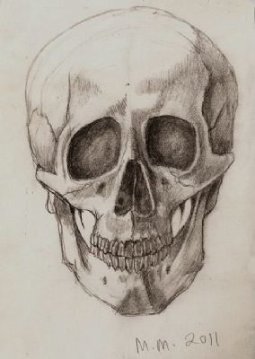 Anatomi Studie 10