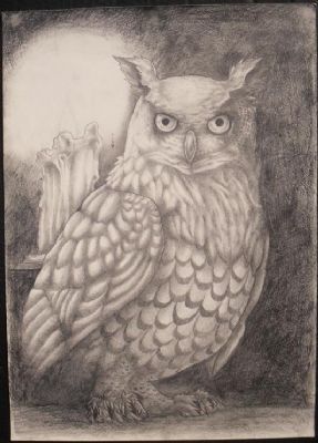 owl