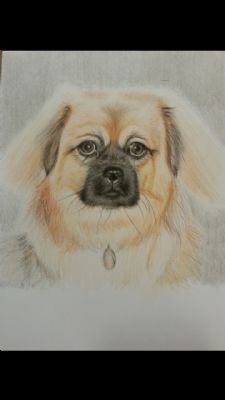 Tegning af hund