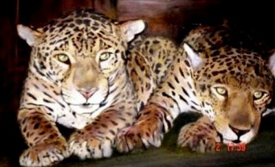 Jaguars