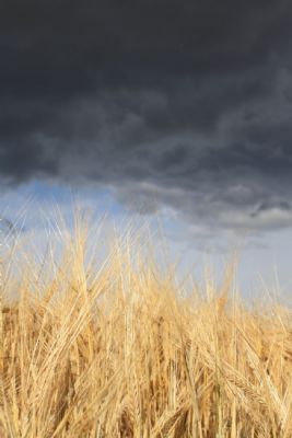 Cornfield