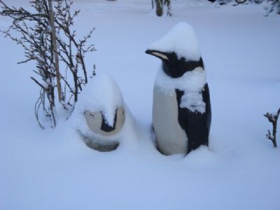 pingviner i sne