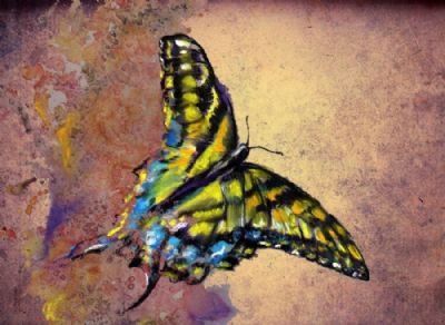 Emerge of the butterfly in new texture