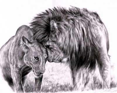 Lion in love