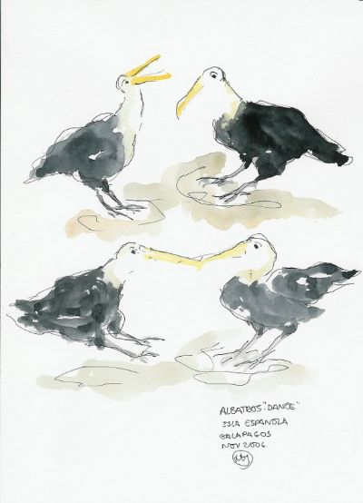 Albatros i elskovsdans