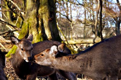 Kissing Bambi