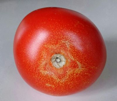Tomatstjerne