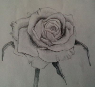 rose