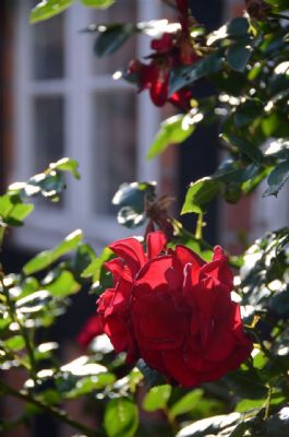 'rose idyl'... (assens)