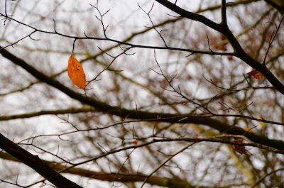 'Glimpses of Autumn'...