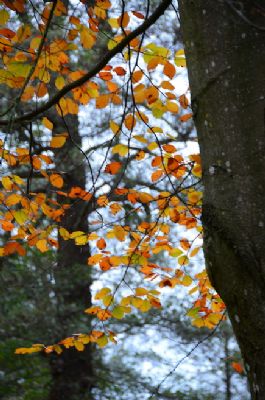 'Glimpses of Autumn'...