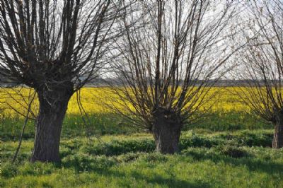 'Glimpses of Spring'...