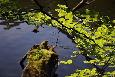 'Glimpses of Summer'...