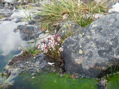 Blomster i Norge