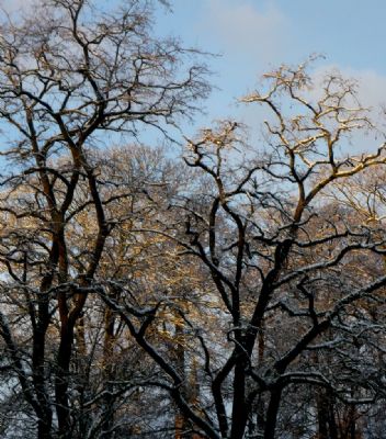 Vintersol i Odense