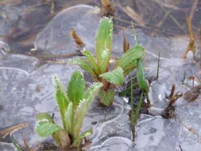 ice flower