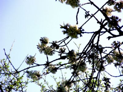 Kirsebrtr i blomst