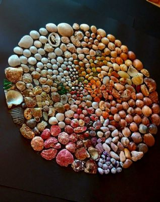 circle of sea shells