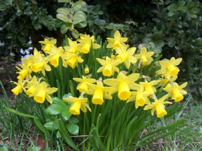 Pskeblomster.