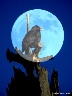 Bird in moonlight
