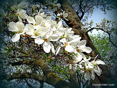Magnolia tree