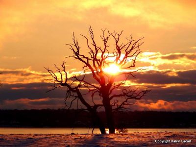 Sunrise in the tree