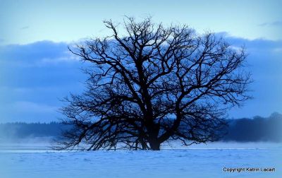 The blue winter