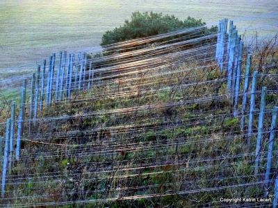 Vine Plantage