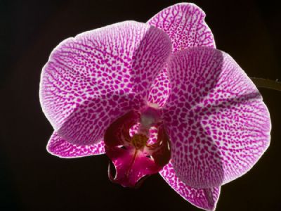 Orchid