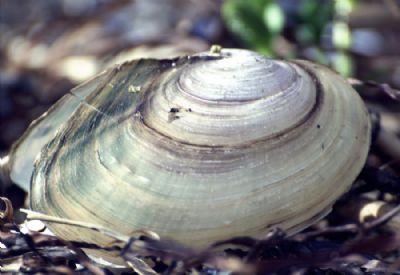 Shell