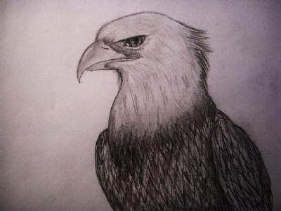 Eagle king