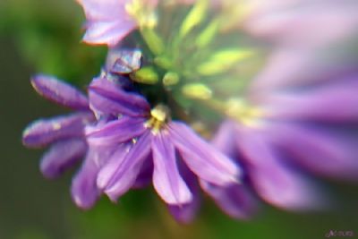 Purple Flower