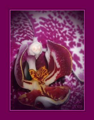 Orchide