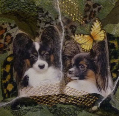 My Papillons