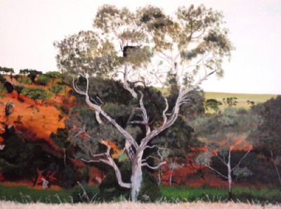 Ørnerede i eucalyptus træ