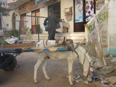 Donkey relaxing