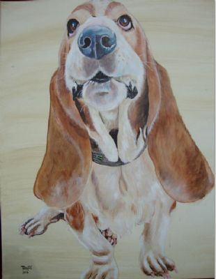 bassethound