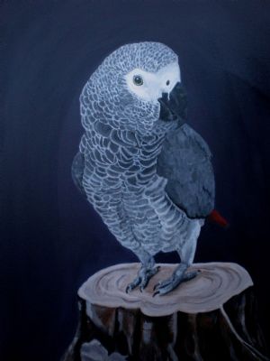 African Grey Parrot