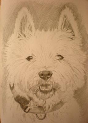 Westie 