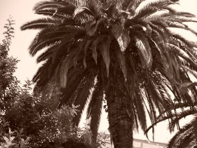 Palmetrer i sydens sol