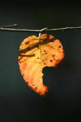  Single leaf