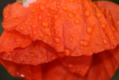  Raindrops on poppy