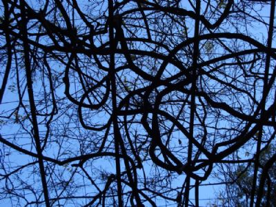  Patterned branches and blue