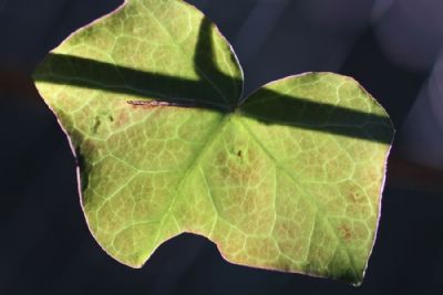  Green leaf and shadow